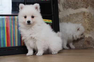 Les chiots de Spitz japonais