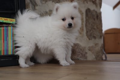 Les chiots de Spitz japonais