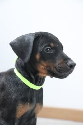 Les chiots de Dobermann