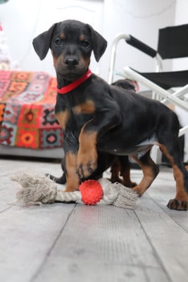 Les chiots de Dobermann