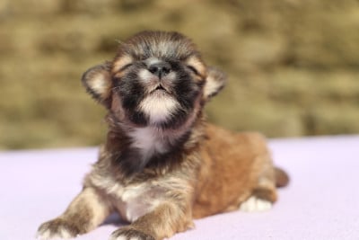 Les chiots de Lhassa Apso