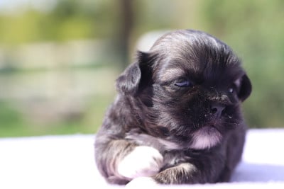 Les chiots de Lhassa Apso