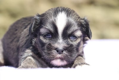 Les chiots de Lhassa Apso