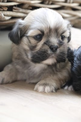 Les chiots de Lhassa Apso