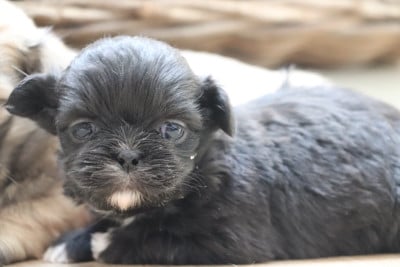 Les chiots de Lhassa Apso