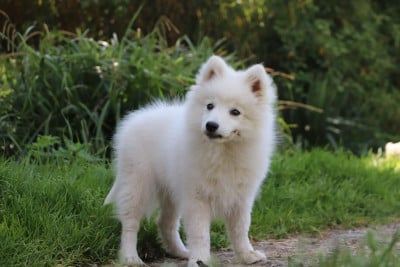 Les chiots de Spitz japonais