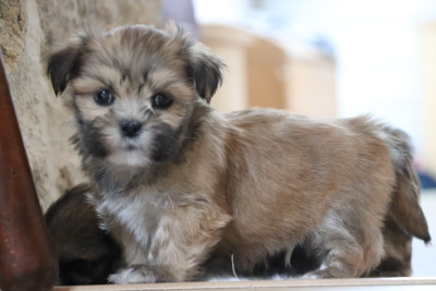 Les chiots de Lhassa Apso