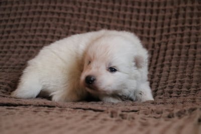 Les chiots de Spitz japonais