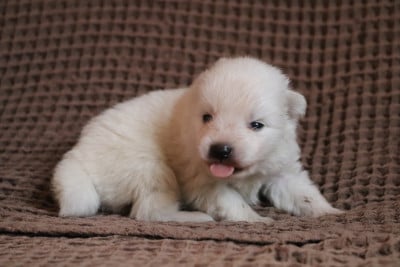 Les chiots de Spitz japonais