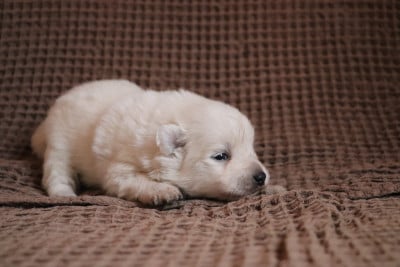 Les chiots de Spitz japonais