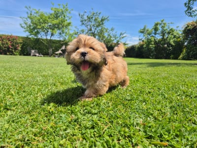 Les chiots de Lhassa Apso