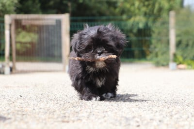 Les chiots de Lhassa Apso