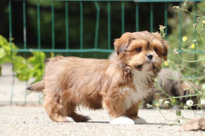 Les chiots de Lhassa Apso