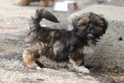 Les chiots de Lhassa Apso