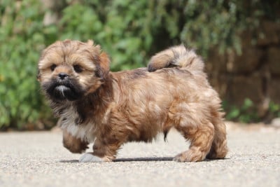 Les chiots de Lhassa Apso