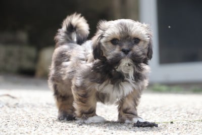 Les chiots de Lhassa Apso