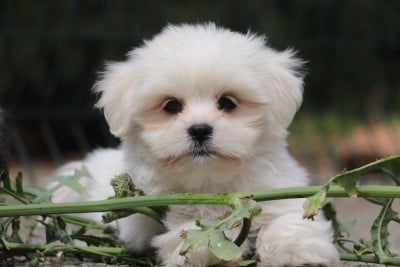 Les chiots de Lhassa Apso