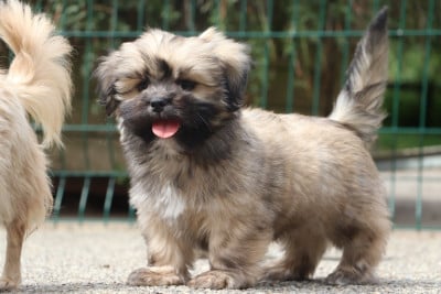Les chiots de Lhassa Apso
