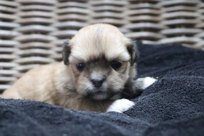 Les chiots de Lhassa Apso