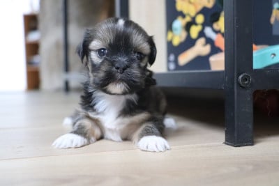 Les chiots de Lhassa Apso