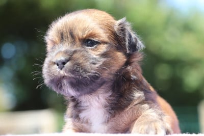 Les chiots de Lhassa Apso