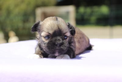 Les chiots de Lhassa Apso