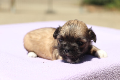 Les chiots de Lhassa Apso