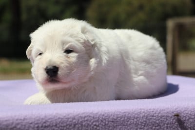 Les chiots de Berger Blanc Suisse