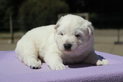 Les chiots de Berger Blanc Suisse