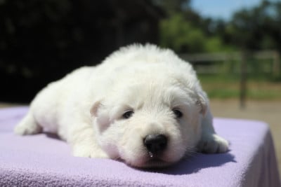 Les chiots de Berger Blanc Suisse