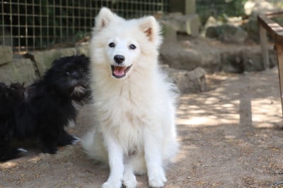 Les chiots de Spitz japonais