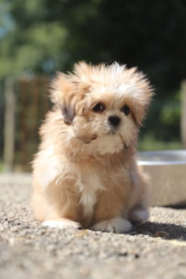 Les chiots de Lhassa Apso