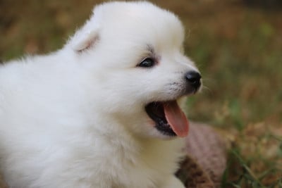 Les chiots de Spitz japonais