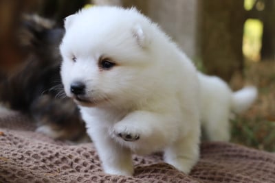 Les chiots de Spitz japonais