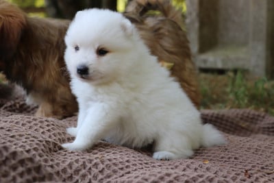 Les chiots de Spitz japonais