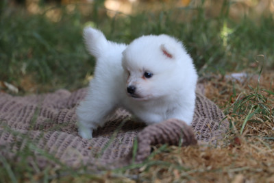 Les chiots de Spitz japonais