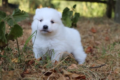 Les chiots de Spitz japonais