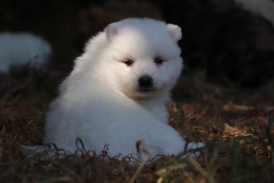 Les chiots de Spitz japonais