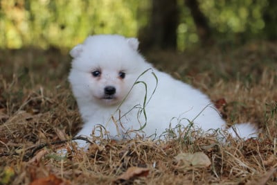 Les chiots de Spitz japonais