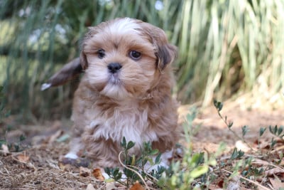 Chiot N°1 - Lhassa Apso