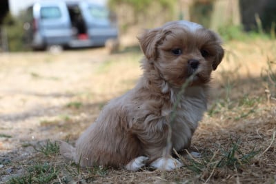 Chiot N°6 - Lhassa Apso