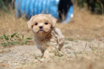 Chiot N°7 - Lhassa Apso