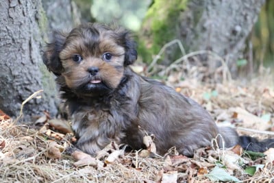 Chiot N°3 - Lhassa Apso