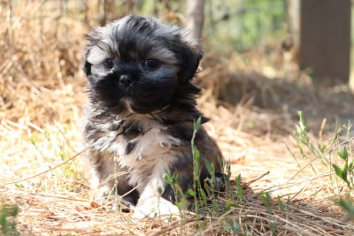 Chiot N°2 - Lhassa Apso