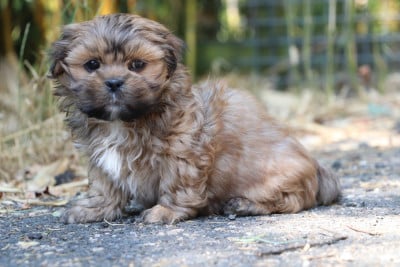 Chiot N°4 - Lhassa Apso