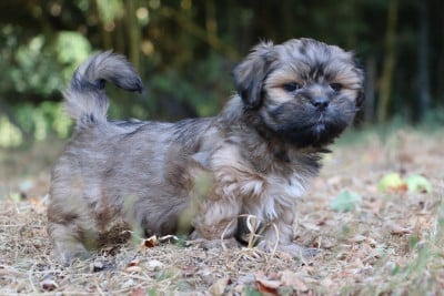 Chiot N°5 - Lhassa Apso
