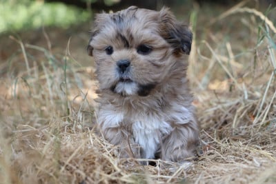 Les chiots de Lhassa Apso