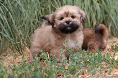 Les chiots de Lhassa Apso