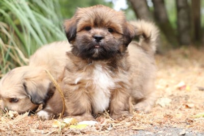 Les chiots de Lhassa Apso