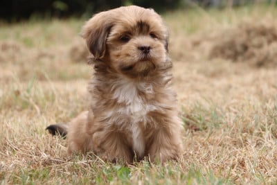 Les chiots de Lhassa Apso
